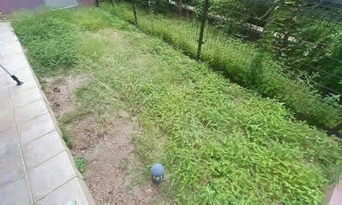 人工芝施工例 大阪府N様 before