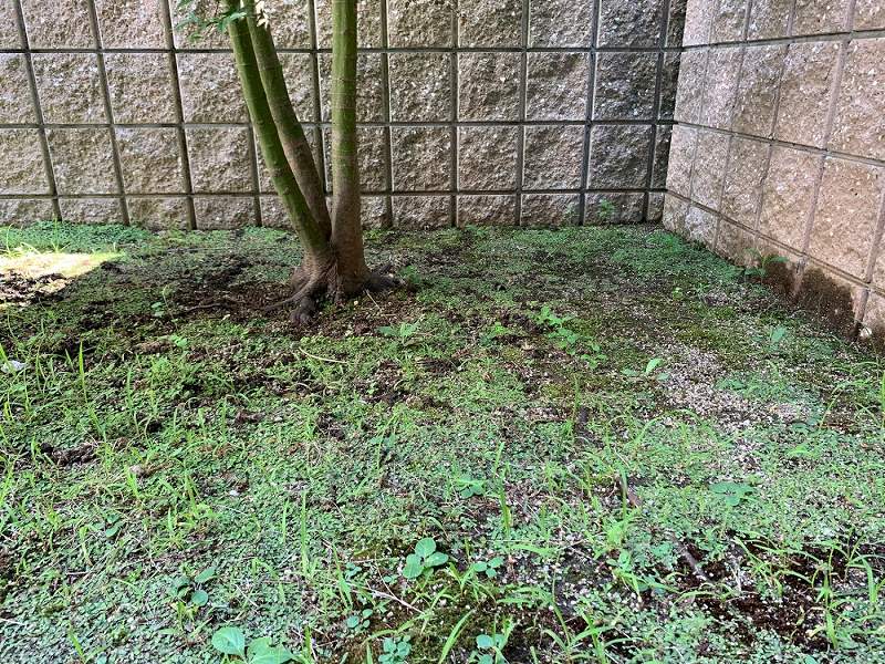 大阪市N様 お庭とバルコニーの人工芝