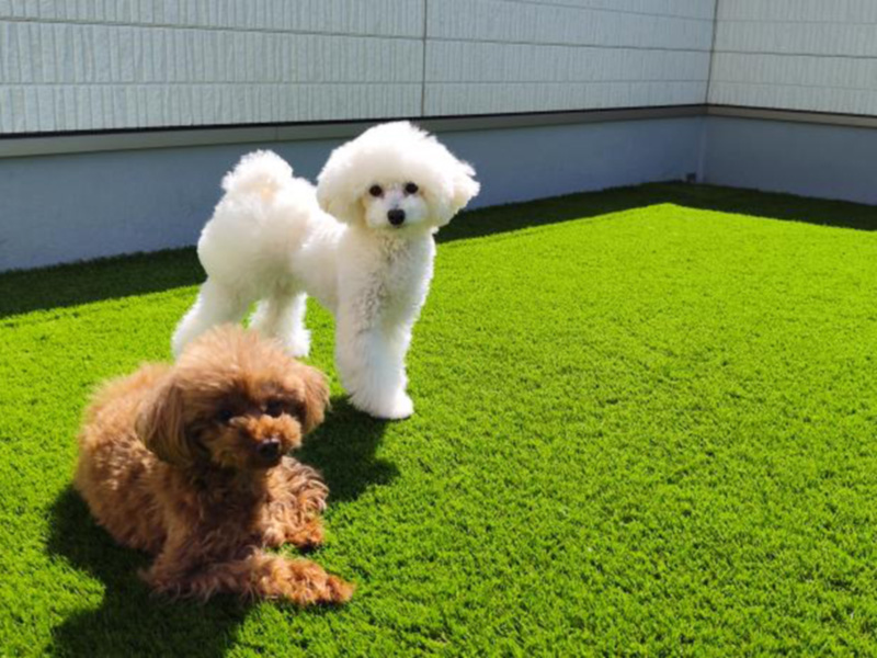 人工芝ドッグランの施工例