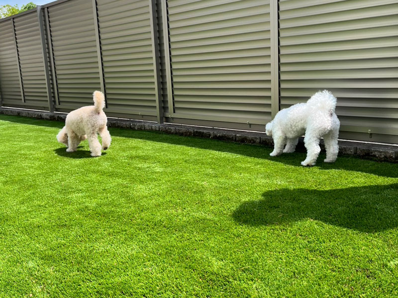 京田辺市Ｓ様 フェンスと人工芝ドッグラン