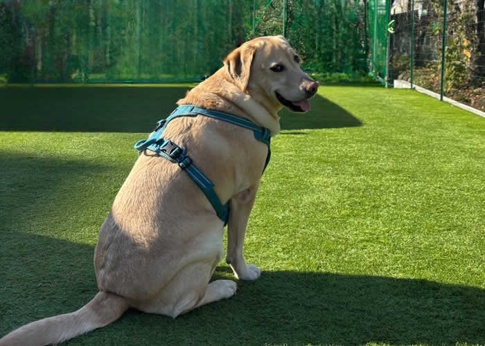 ラブラドルレトリバーのファソラ