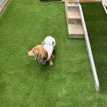 茨木市Ｎ様 人工芝のドッグラン