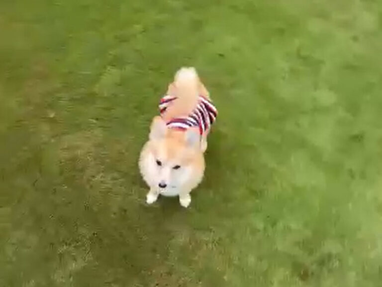 綴喜郡Ｉ様 人工芝のドッグラン 動画